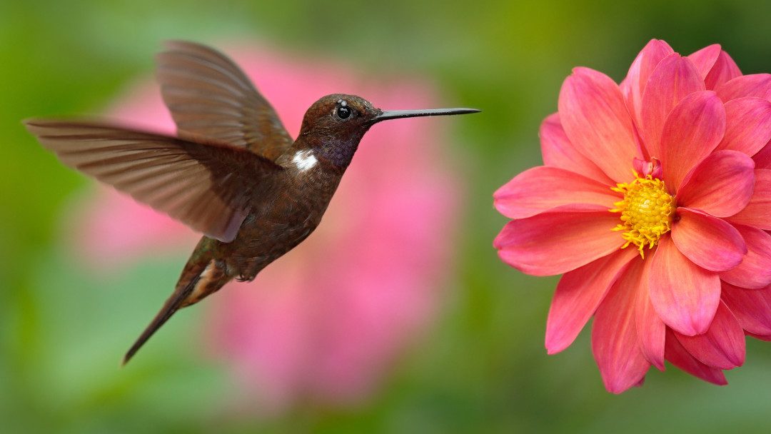 Hummingbird – oder was der Kolibri mit der Bedeutung von Inhalten zu tun hat